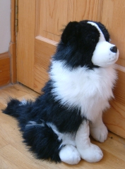 Collie Dog